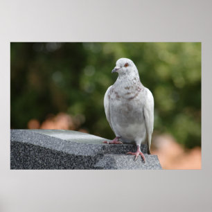 Póster Columba livia domestica
