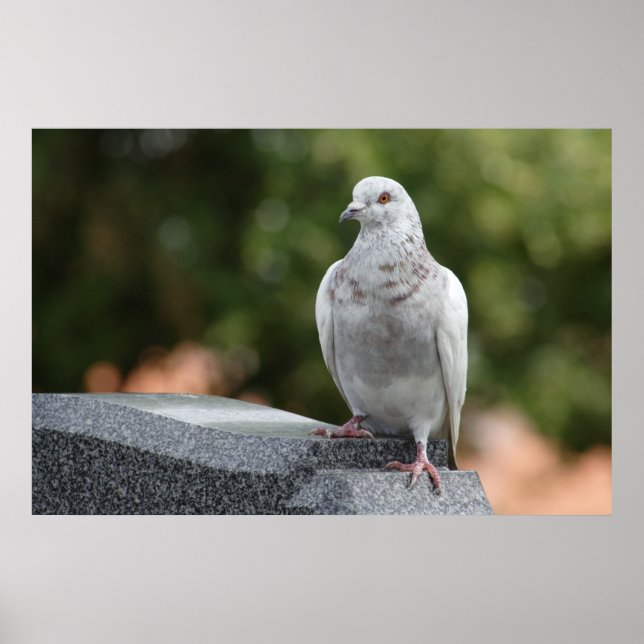 Póster Columba livia domestica (Frente)