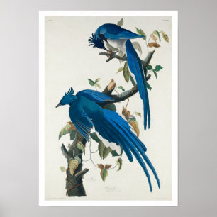Póster Columbia Jay de Audubon Poster