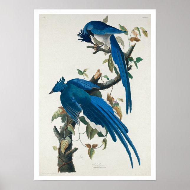 Póster Columbia Jay de Audubon Poster (Frente)