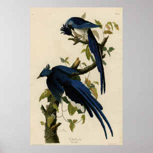 Póster Columbia Jay de Audubon's Birds of America