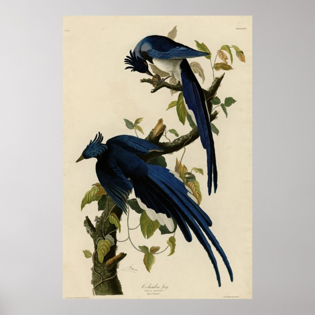 Póster Columbia Jay de Audubon's Birds of America (Frente)