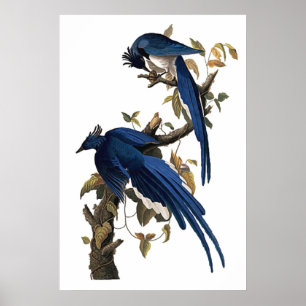 Póster Columbia Jay John James Audubon