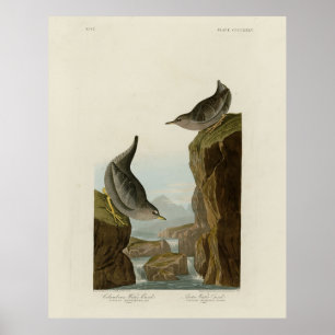 Póster Columbian Water Ouzel, Audubon's Birds of America