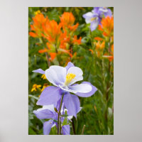 Columbina azul