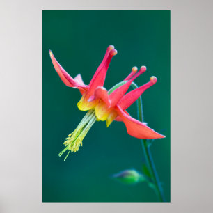 Póster Columbina Roja