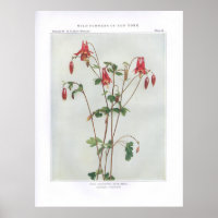 Columbina silvestre; Rock Bells - Aquilegia canade