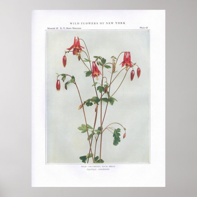 Póster Columbina silvestre; Rock Bells - Aquilegia canade (Frente)