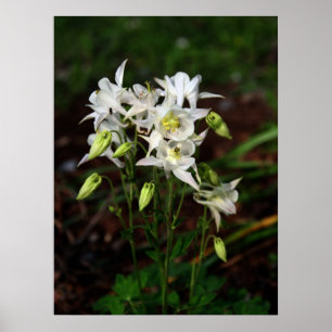 Póster Columbine blanco con la abeja