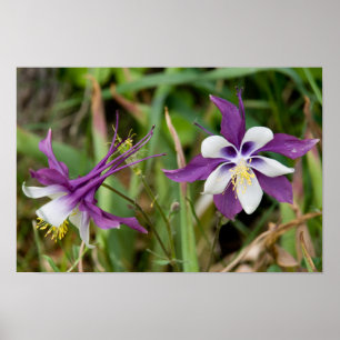 Póster Columbine florece poster