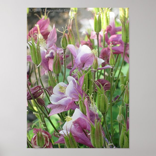 Póster COLUMBINE FLOWERS poster (Frente)