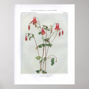 Póster Columbine salvaje; Canadensis de la roca Belces -