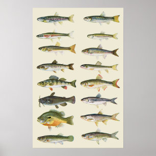 Póster Columnas de peces