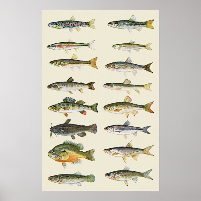 Póster Columnas de peces (Frente)