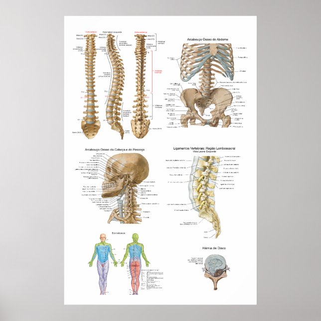 Póster Coluna vertebral, Quiropraxia (Frente)