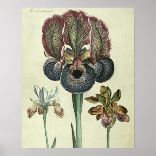 Póster Comandante del susiana del iris y angustifolia del