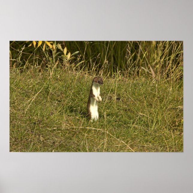 Póster Combustible, de cola corta (Frente)