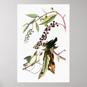 Póster Comer gusanos Warbler John Audubon Aves de América