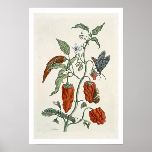 Póster Comfrey, de A Curious Herbal, 1782 (eng color) (Frente)