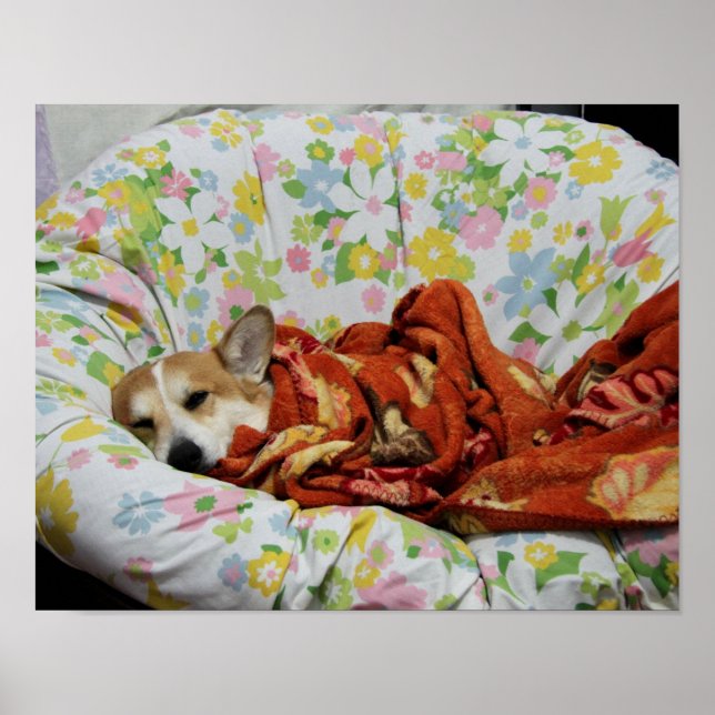 Póster Comfy Corgi Poster (Frente)
