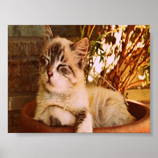 Póster Comfy Sleepy Kitty (Frente)