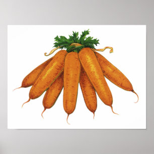 Póster Comida antigua, montón de zanahorias orgánicas veg
