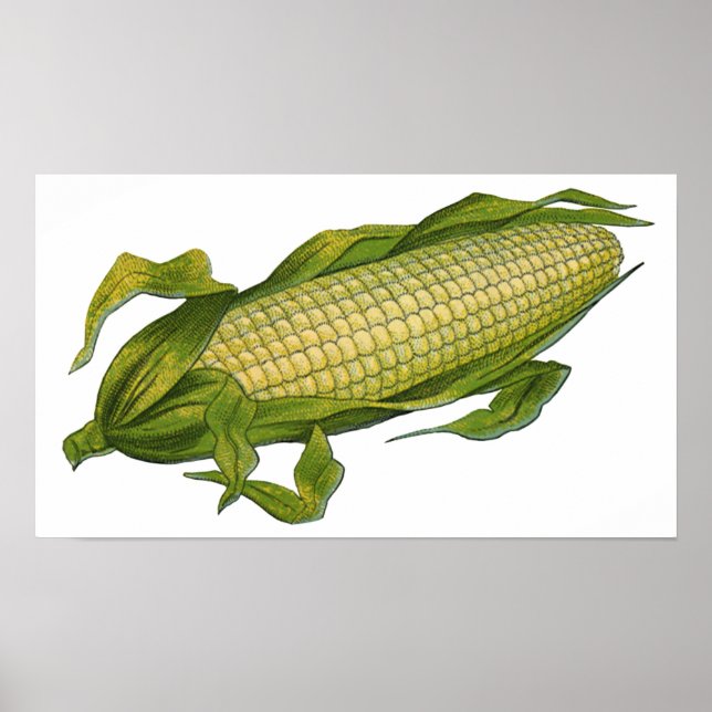 Póster Comida antigua, Verduras saludables, Maíz en la ma (Frente)