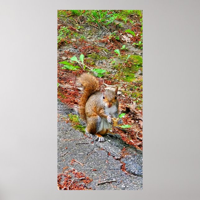 Póster Comida de ardilla (Frente)