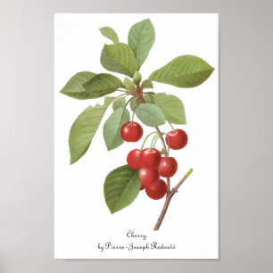 Póster Comida de cerezo de fruta de época, cerezas por re