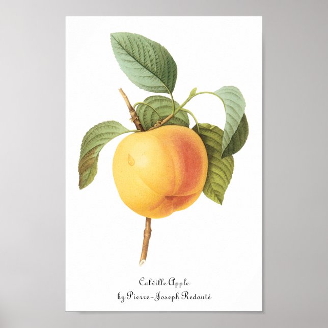 Póster Comida de fruta de época, Calville Apple de Redout (Frente)