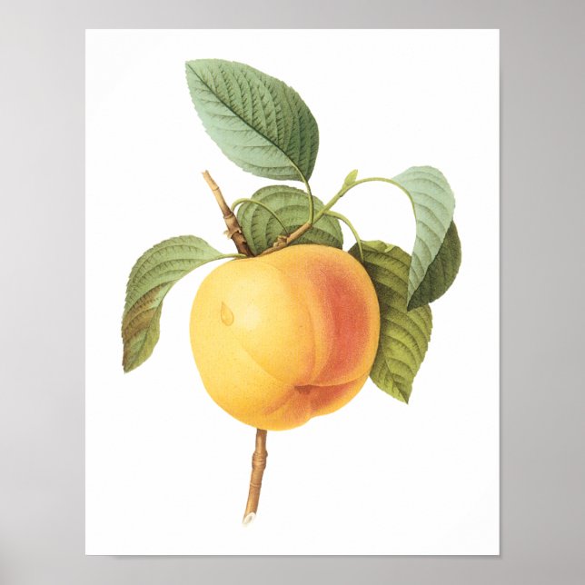 Póster Comida de fruta de época, Calville Apple de Redout (Frente)