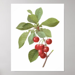 Póster Comida de la cereza de la fruta del vintage,