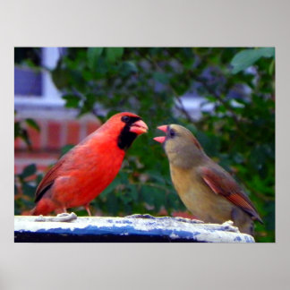 Póster Comida de parejas cardinales