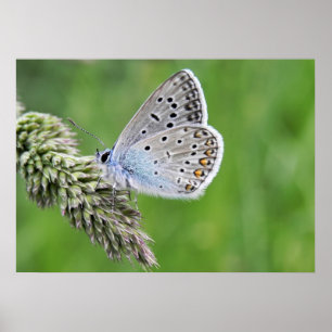 Póster Common Blue Butterfly on Grass