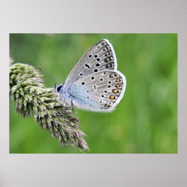 Póster Common Blue Butterfly on Grass (Frente)