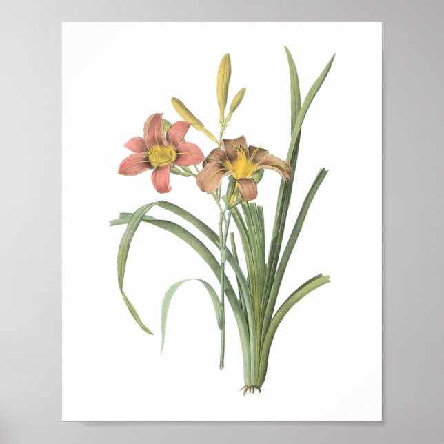 Póster common daylily(Hemerocallis fulva) by Redouté (Frente)