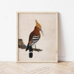 Póster Common Hoopoe | William Lewin<br><div class="desc">Common Hoopoe (before 1790) | William Lewin’s Common Hoopoe is an elegant and detailed depiction of a hoopoe bird perched on a branch against a minimalist neutral background. The painting highlights the bird’s distinctive crest and striking plumage with remarkable precision, emphasizing its unique beauty. The simplicity of the background draws...</div>