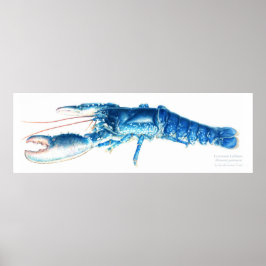 Póster Common lobster blue watercolour art print large