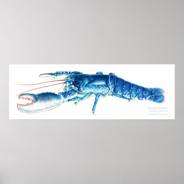 Póster Common lobster blue watercolour art print large (Frente)