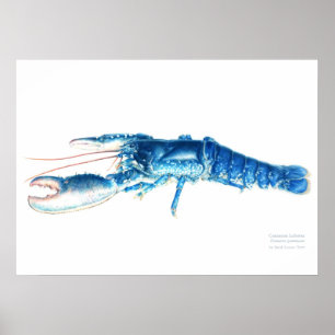 Póster Common lobster blue watercolour art print large