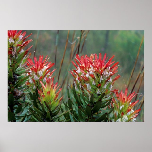 Póster Common Mimetes (Mimetes Cucullatus) (Frente)