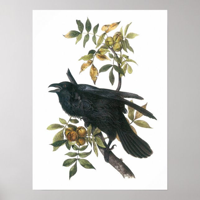 Póster Common Raven by Audubon (Frente)