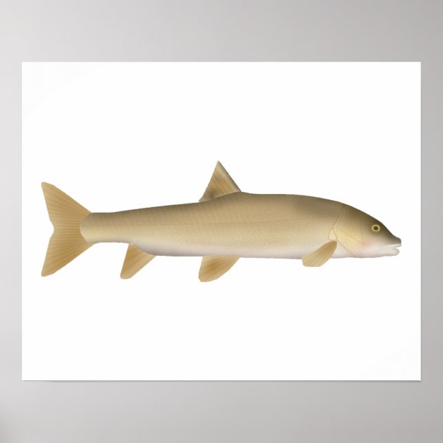 Póster Common Snowtrout (Frente)