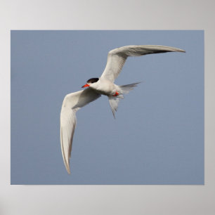 Póster Common Tern
