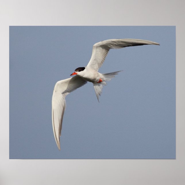 Póster Common Tern (Frente)