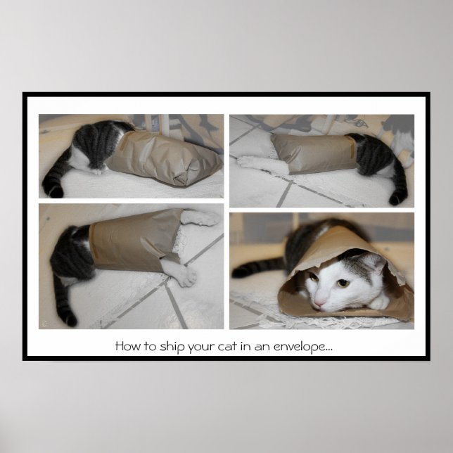 Póster Cómo enviar a tu gato en un sobre...impresión dive (Frente)