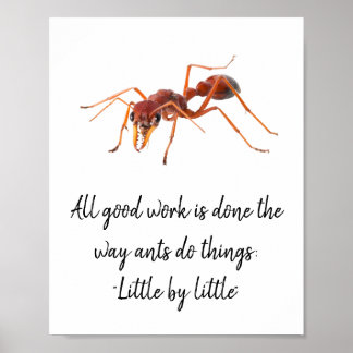 Póster Cómo funcionan las hormigas