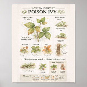 Póster Cómo identificar la hiedra venenosa – Botánica edu
