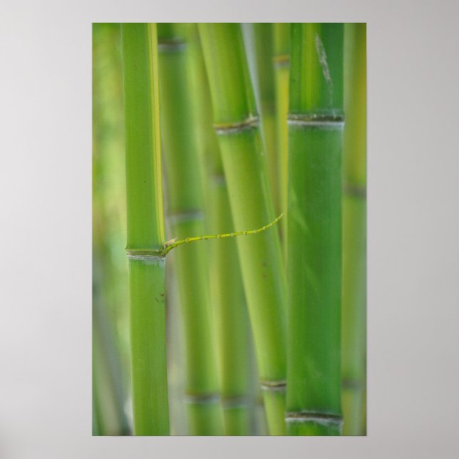 Póster Cómo llegar (Frente)