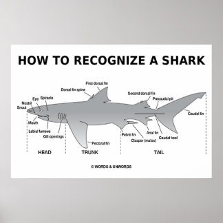 Póster Cómo Reconocer A Un Tiburón (Humor De Biología)